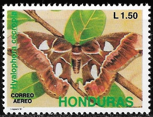 Hyalophora cecropia
