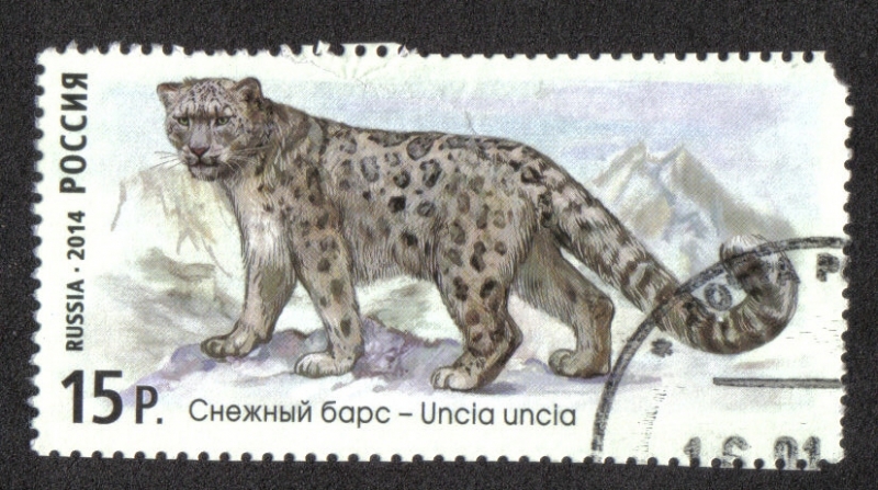 Fauna de Rusia. Gatos salvajes, Leopardo de las nieves (Panthera uncia)