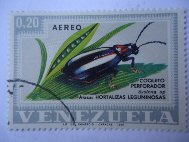 Coquito Perforador - Escarabajo Pulga (Systena sp) Ataca Hortalizas -Leguminosas.