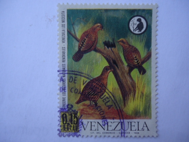 Conserve los Recursos Renovables-Venezuela los Necesita - Codorniz Jaspeada-odontophorus gujanensis
