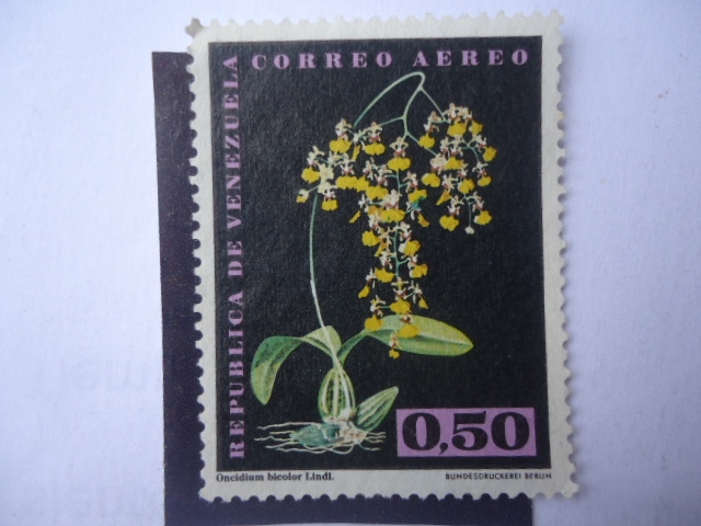 Oncidium Bicolor Lindl - Epidendrum Atropureum