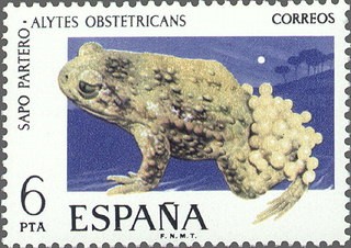 ESPAÑA 1975 2275 Sello Nuevo V Fauna Hispánica Sapo Partero Alytes Obstetricans