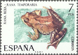ESPAÑA 1975 2276 Sello Nuevo V Fauna Hispánica Rana Roja Rana Temporaria