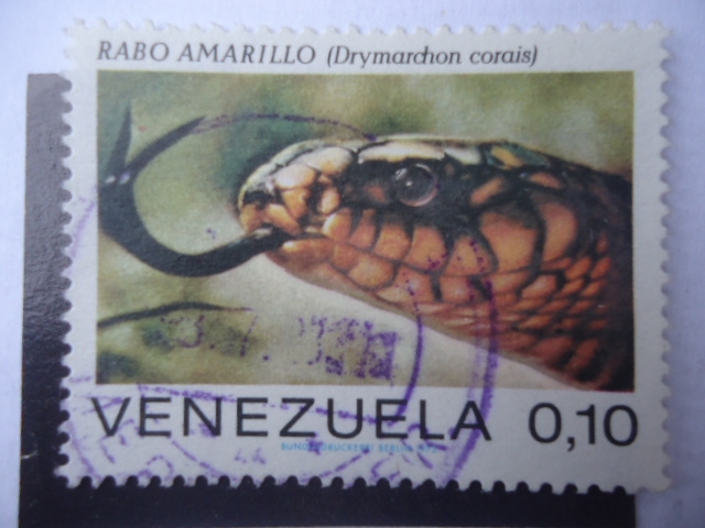 Rabo Amarillo  - Serpiente Índigo (Drymarchon Coral)