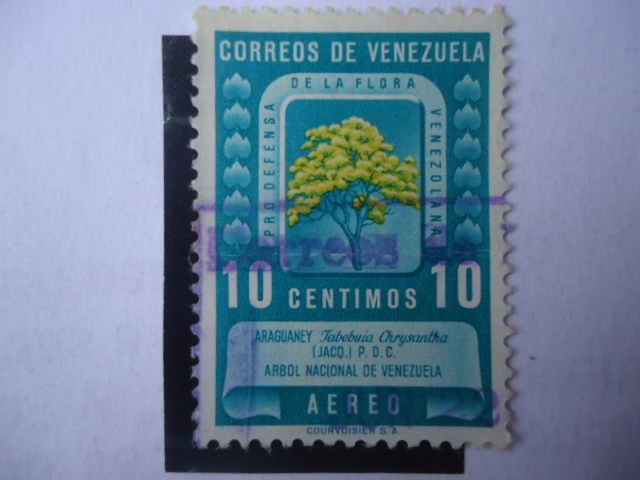 Araguaney-Árbol Nacional (Tabebuia chrysantha) -Pro Defensa de la Flora Venezolana 