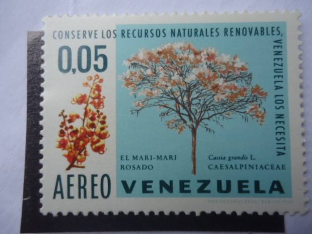 El Mari Mari Rosado ((Cassia Grandis L) Caesalpiniaceae-Conserve los Recursos Naturales renovables.