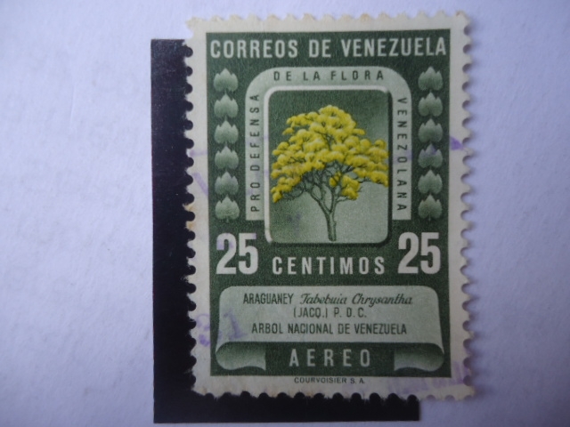 Araguaney-Tabebuia Chrysantha Árbol Nacional de Venezuela - Pro Defensa de la Flora Venezuela