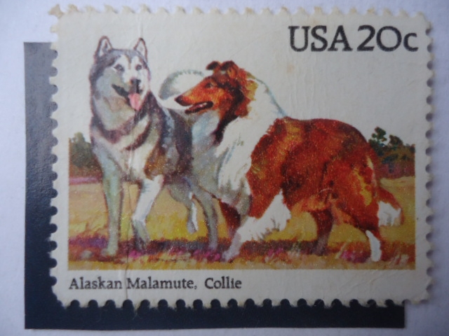 Malamute de Alaska y Collie - Canis lupus collie