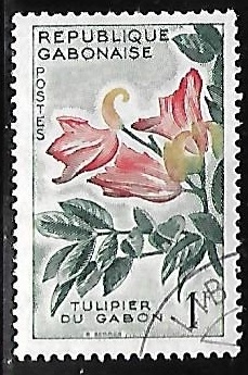 Tulipier du Gabon