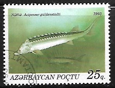 Russian Sturgeon