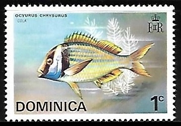 Yellow-tail Snapper