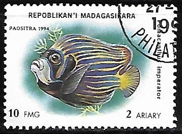 Emperor Angelfish 
