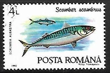 Atlantic Mackerel