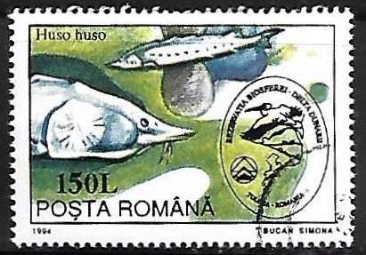 Danube Salmon