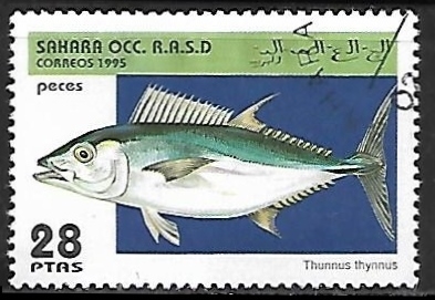 Thunnus thinnus