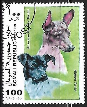 American Hairless Terrier and Nippon Terrier