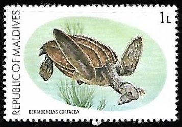 Leatherback Sea Turtle 