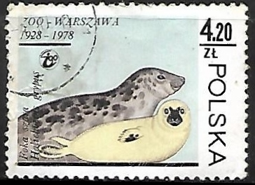 Gray Seal