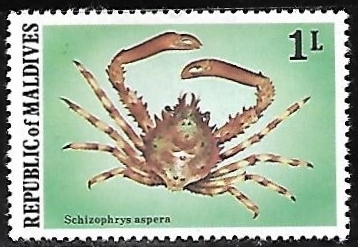 Common Decorator Crab
