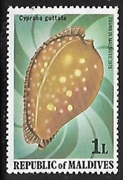 Great Spotted Cowrie 