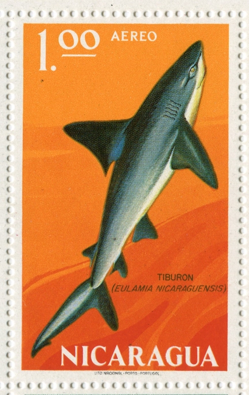 Tiburón nicaragüense