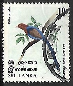 Ceylon Blue Magpie 
