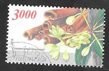 2793 - Flor cinnamomum burmanii