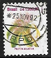 Pachira acuática
