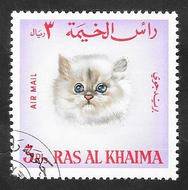Ras Al Khaima - 4 - Gato