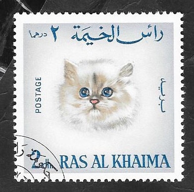 Ras Al Khaima - 35 - Gato