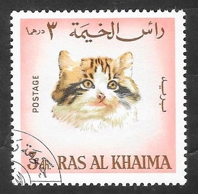 Ras Al Khaima - 35 - Gato