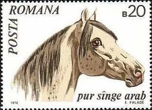 Caballos 1970