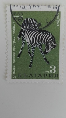 Zebra