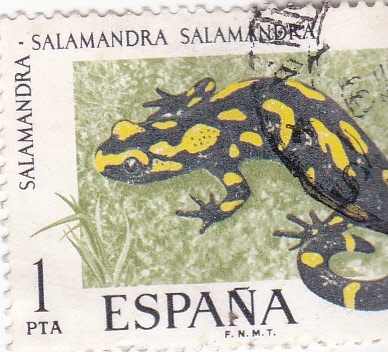 SALAMANDRA (35)