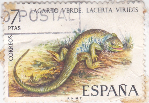 LAGARTO VERDE (35)