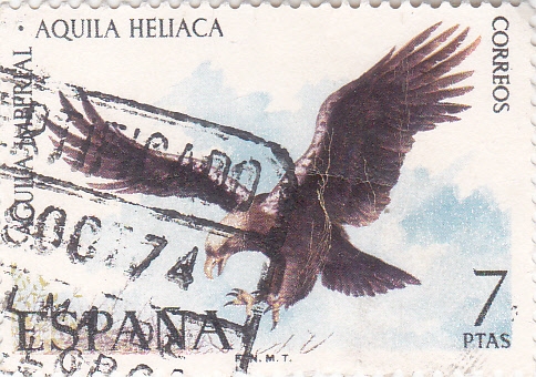   AGUILA HELIACA  (35)