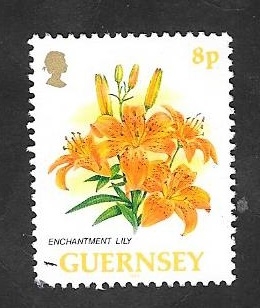Guernsey 609 - Flor enchantment lily