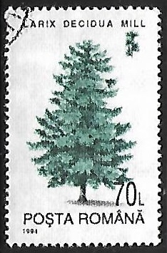 Larix decidua