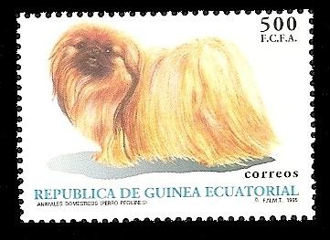 animales domésticos - perro pekinés