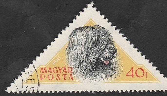 1190 - Perro de raza húngaro
