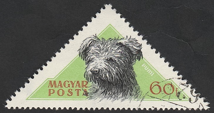 1192 - Perro de raza húngaro