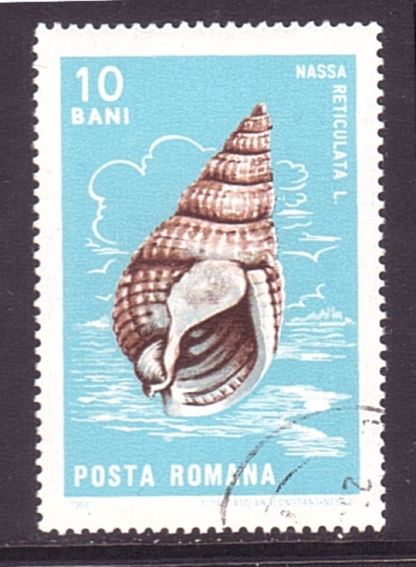 Nassa reticulata