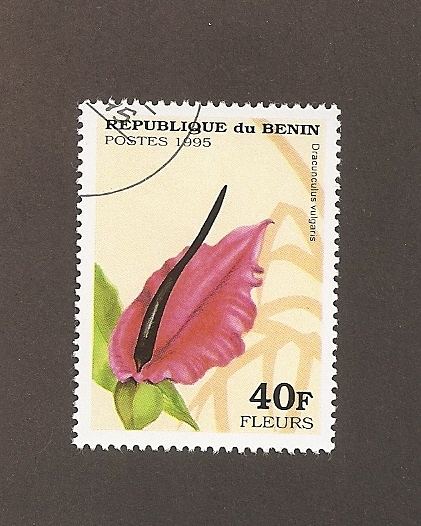 Flor dracunculus