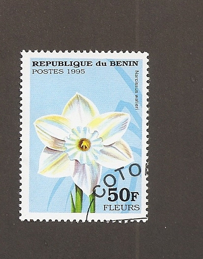 Flor Narcissus