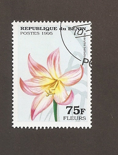 Flor Amaryllis