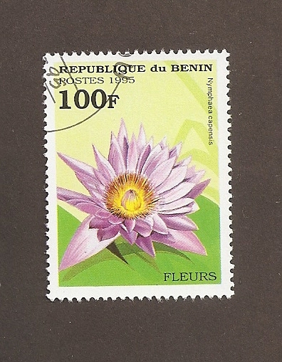 Flor Nymphaea