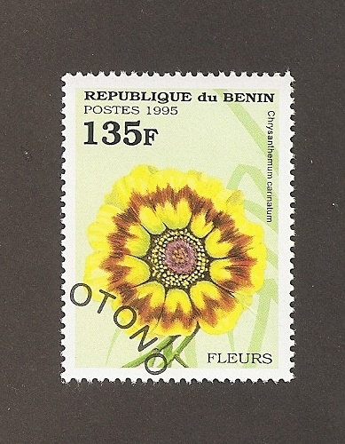 Flor Chrysanthemum