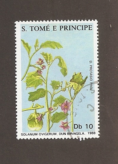 Flor  Solanum ovigerum