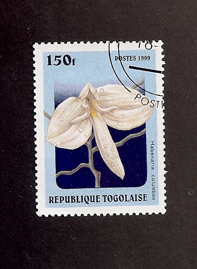 Flor Habenaria columbae