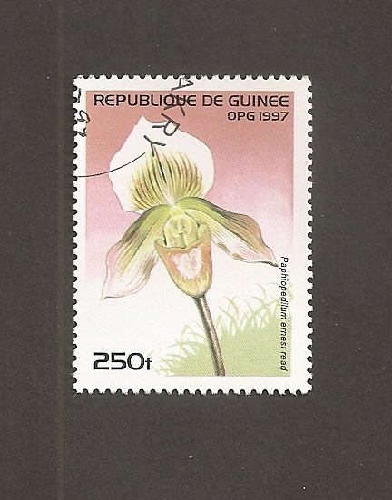 Flor Paphiopedilum ernest